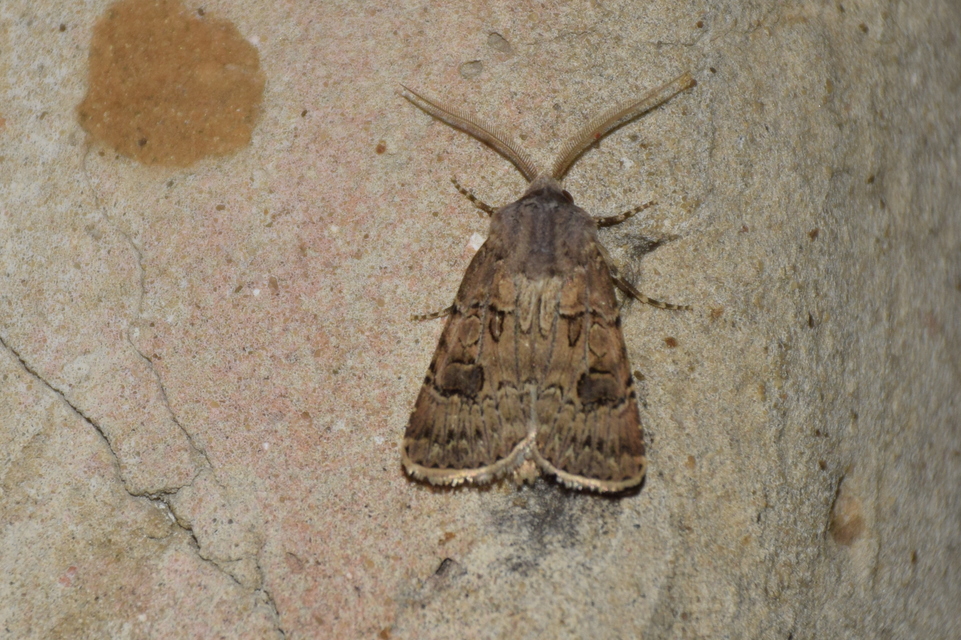 Agrotis bigramma - kétjegyű földibagoly