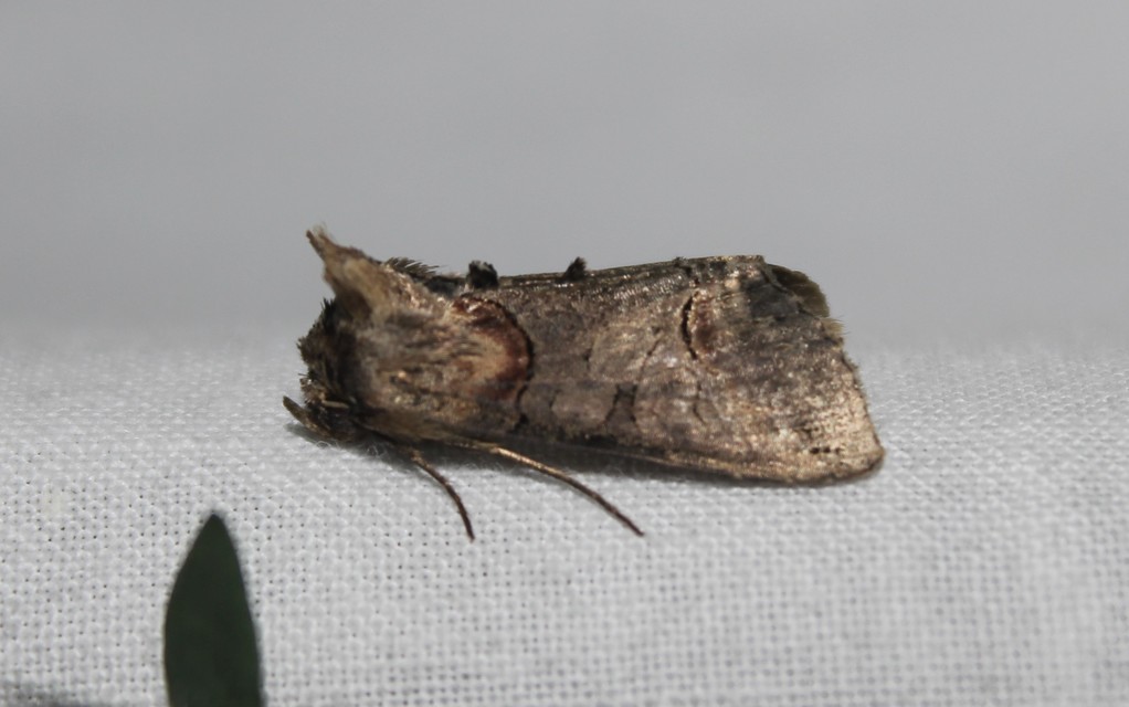 Abrostola triplasia - közönséges csalánbagoly