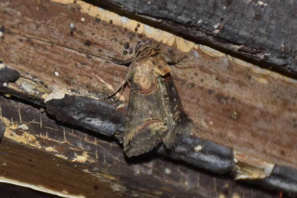 Abrostola triplasia - közönséges csalánbagoly