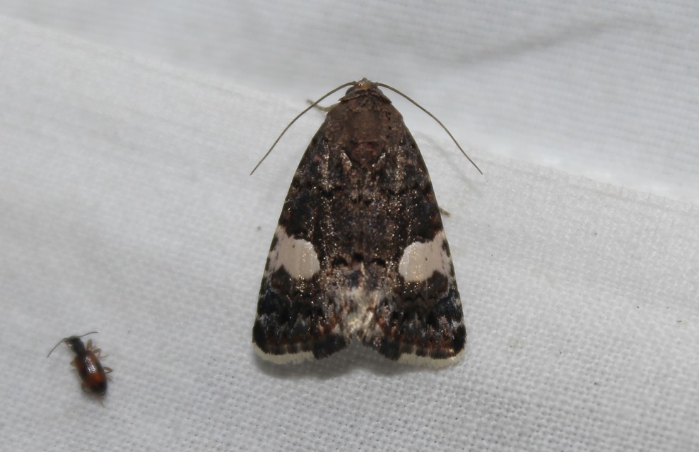 Tyta luctuosa - fekete nappalibagoly
