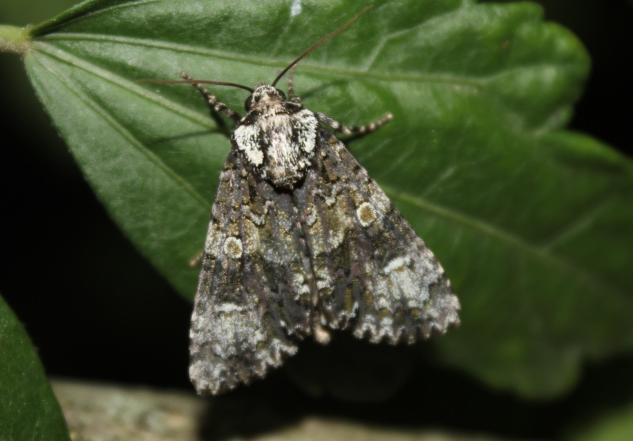 Craniophora ligustri - fagyalbagoly