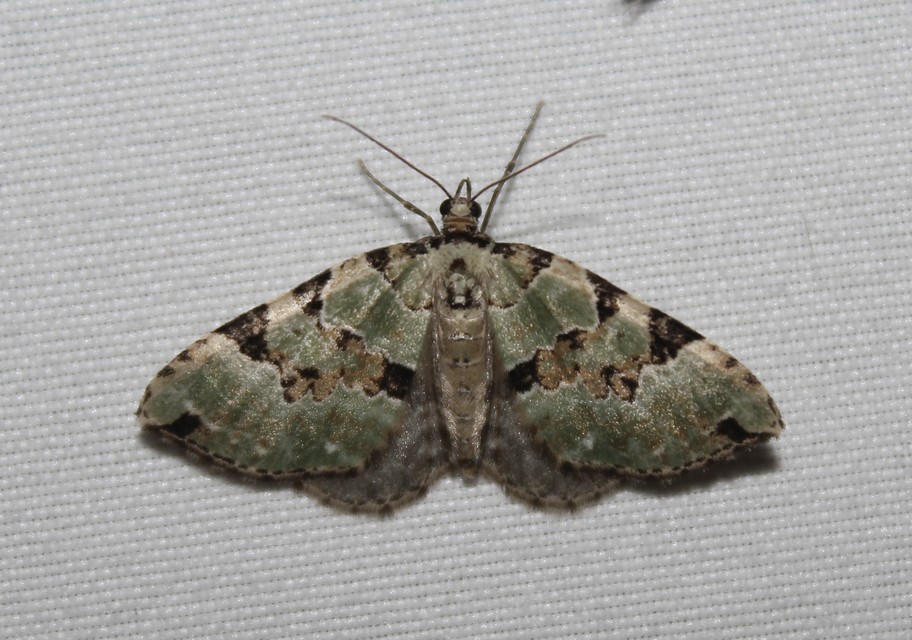 Colostygia pectinataria - zöld levélaraszoló
