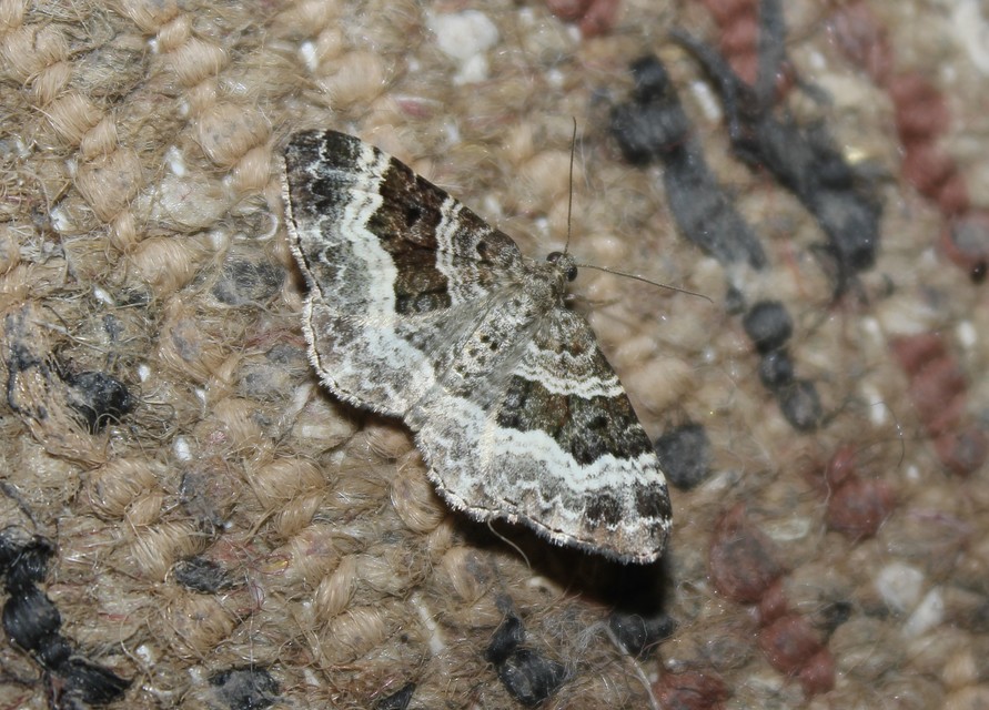 Epirrhoe alternata - galaj-tarkaaraszoló
