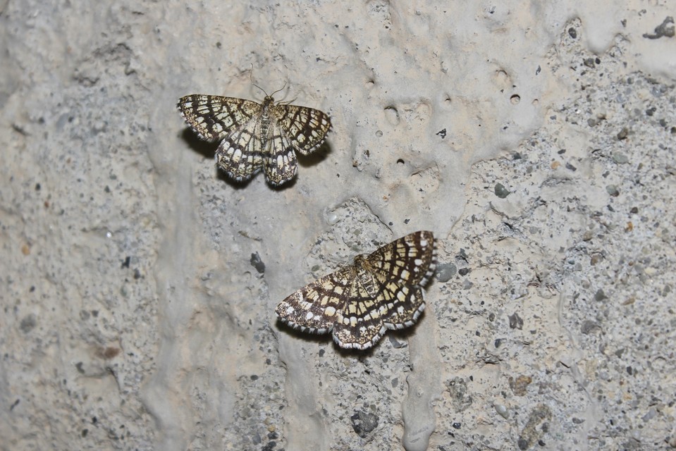 Chiasmia clathrata - rácsos rétiaraszoló