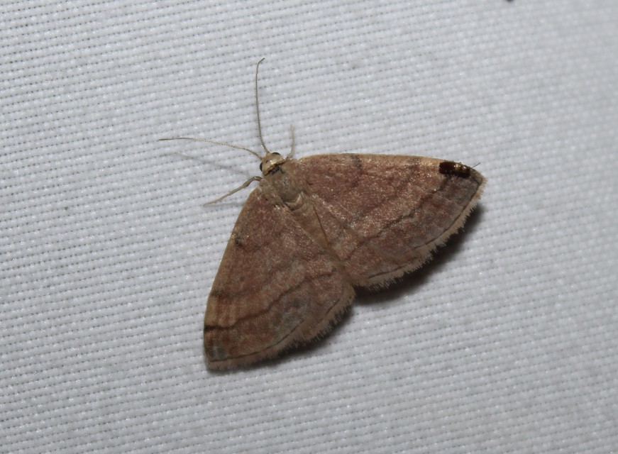 Scopula rubiginata - réti pirosaraszoló