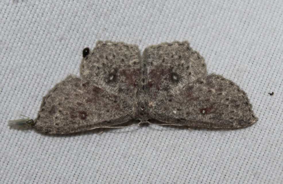 Cyclophora pendularia - fűzfa-pettyesaraszoló