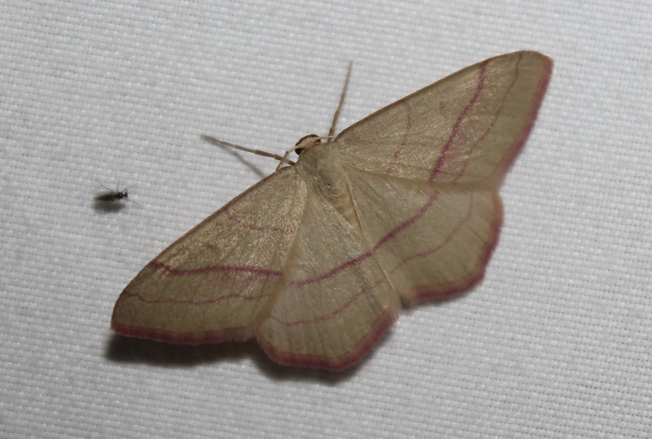 Rhodostrophia vibicaria - pirosszélű araszoló