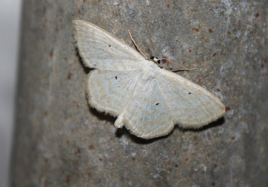 Scopula immutata - réti fehéraraszoló