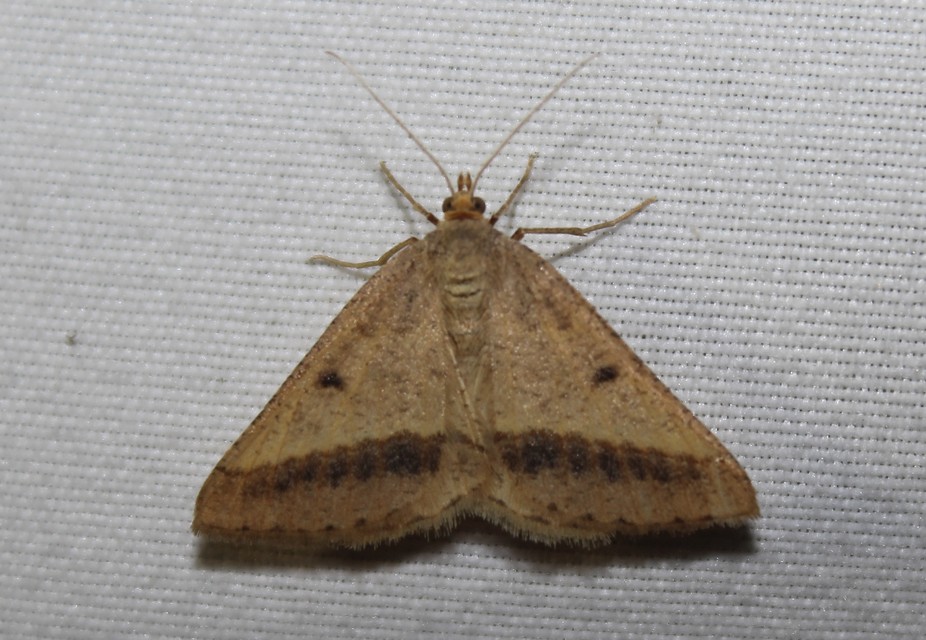 Tephrina arenacearia - lucerna-araszoló