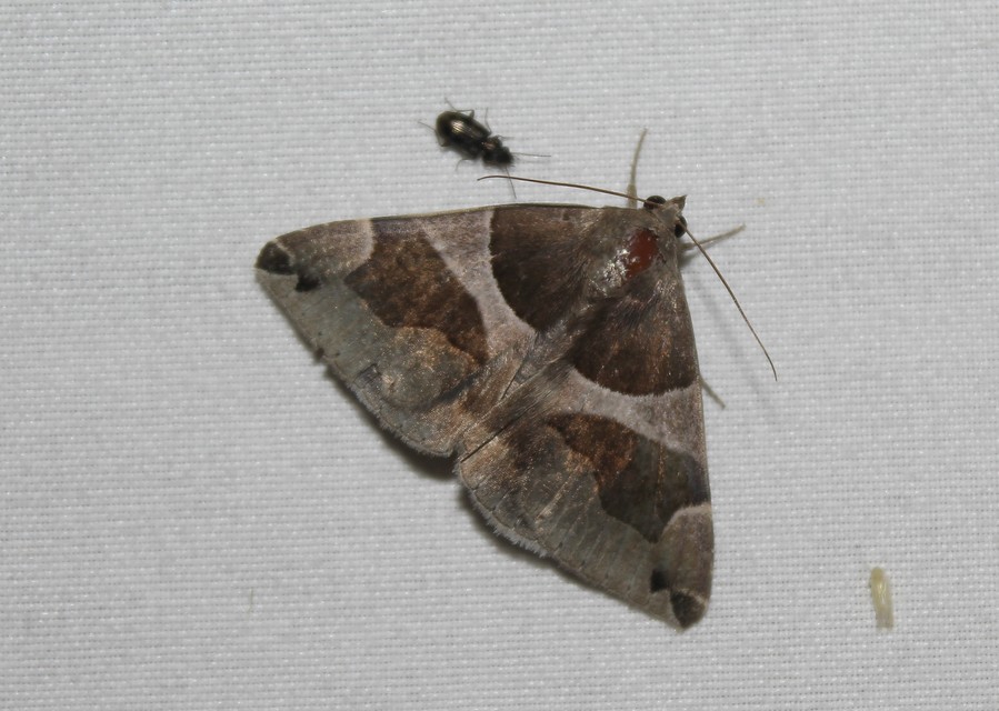 Dysgonia algira - déli porcelánbagoly