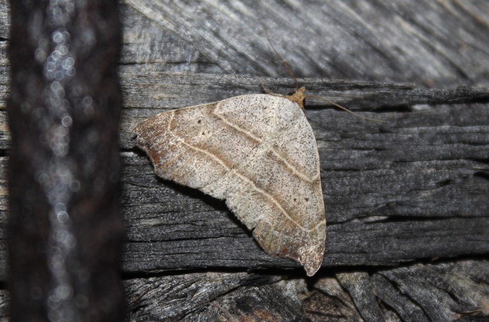 Laspeyria flexula - zuzmóbagoly