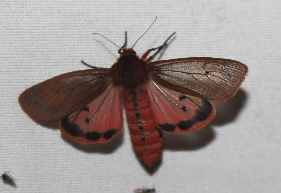 Phragmatobia fuliginosa - füstös medvelepke