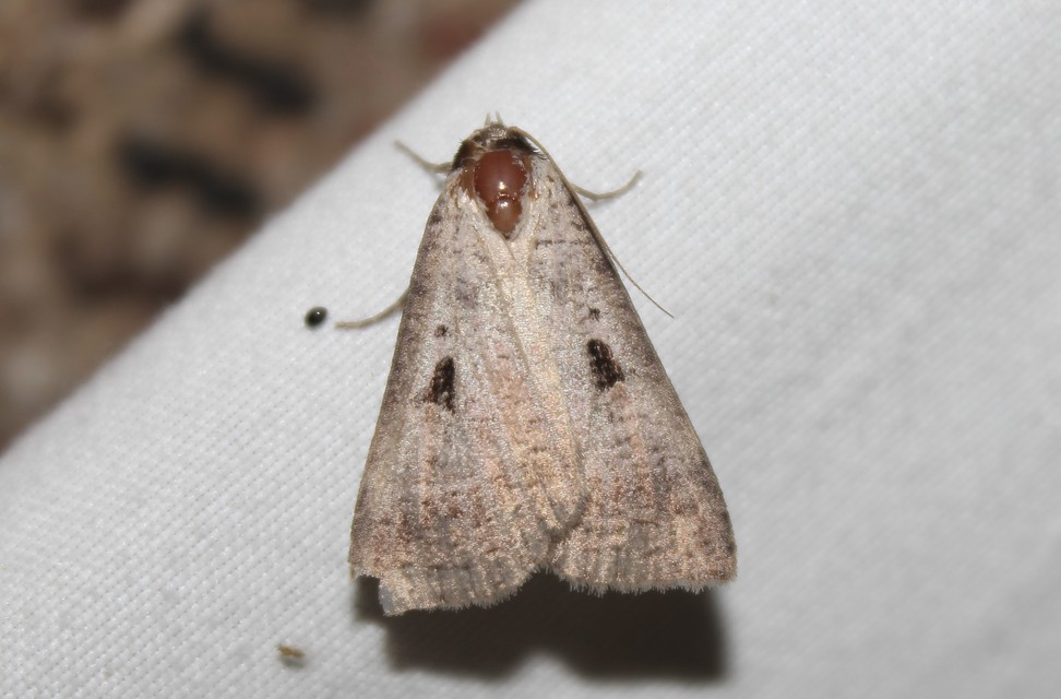 Lygephila pastinum - közönséges csüdfűbagoly