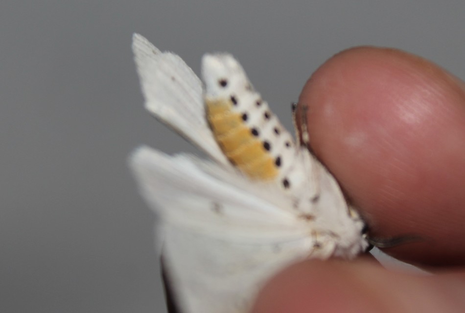 Spilosoma lubricipedum - tejszínű medvelepke