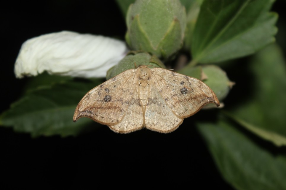 Drepana falcataria - nyárfa-sarlósszövő