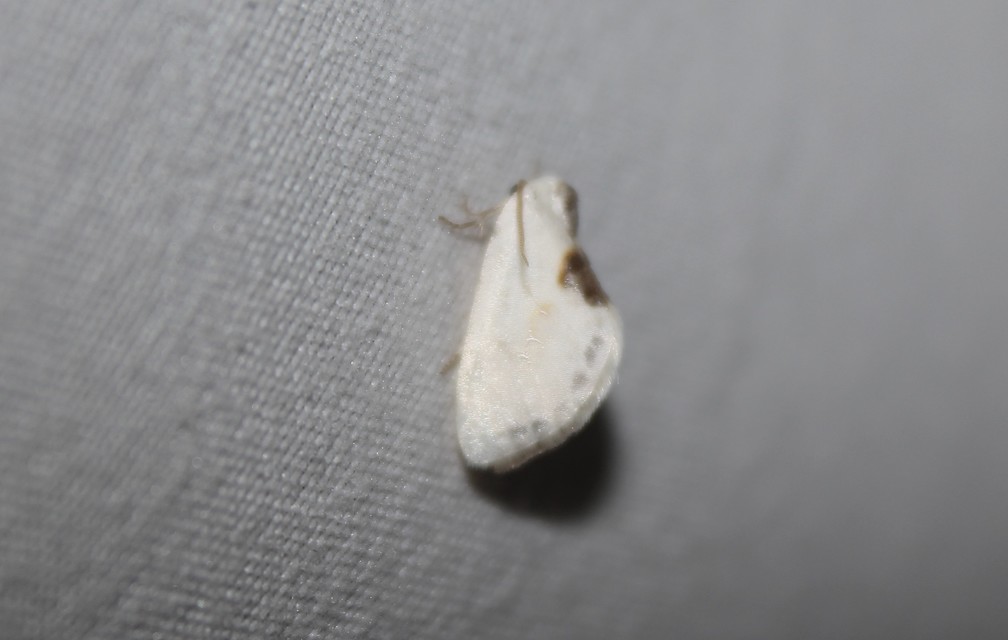 Cilix glaucata - törpe sarlósszövő