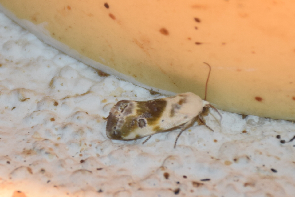 Ponometia candefacta - parlagfűbagoly