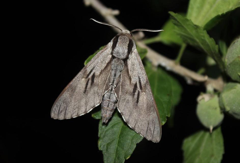 Hyloicus pinastri - fenyőszender
