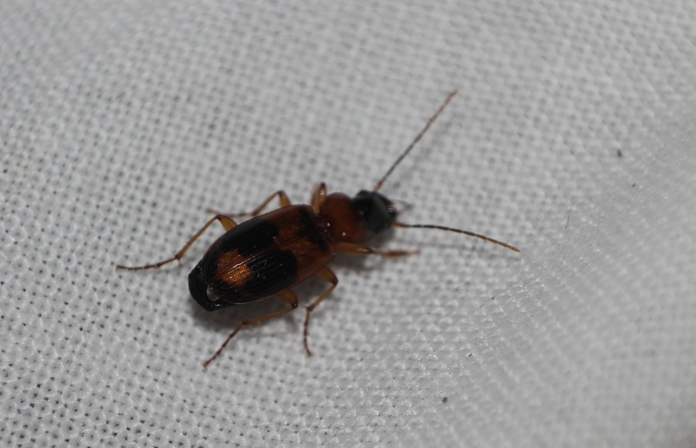 Badister lacertosus - erdei posványfutonc