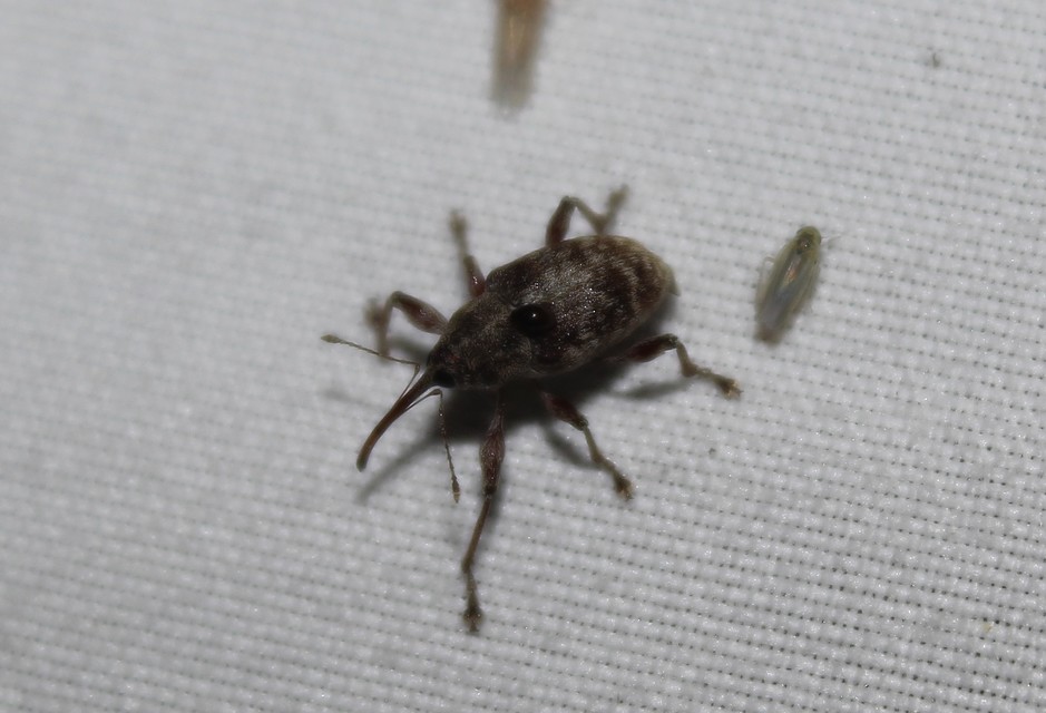 Curculio elephas - gesztenyezsuzsóka