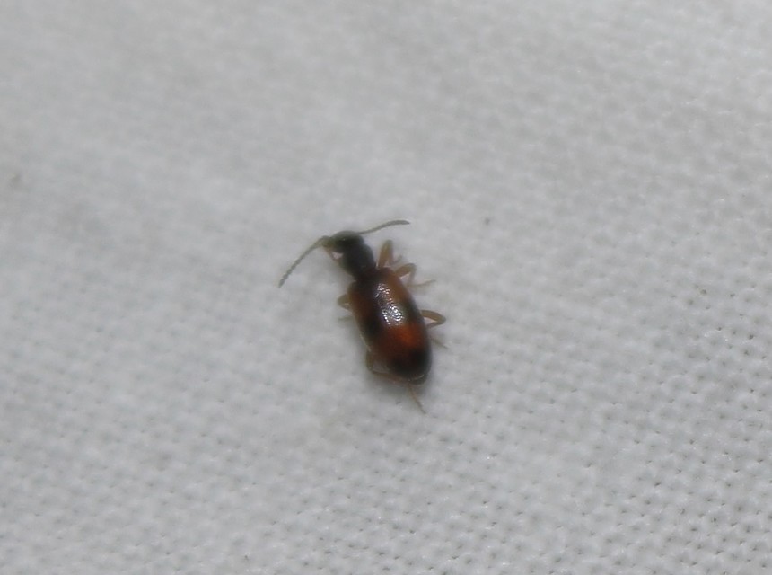 Anthicus antherinus - közönséges fürgebogár