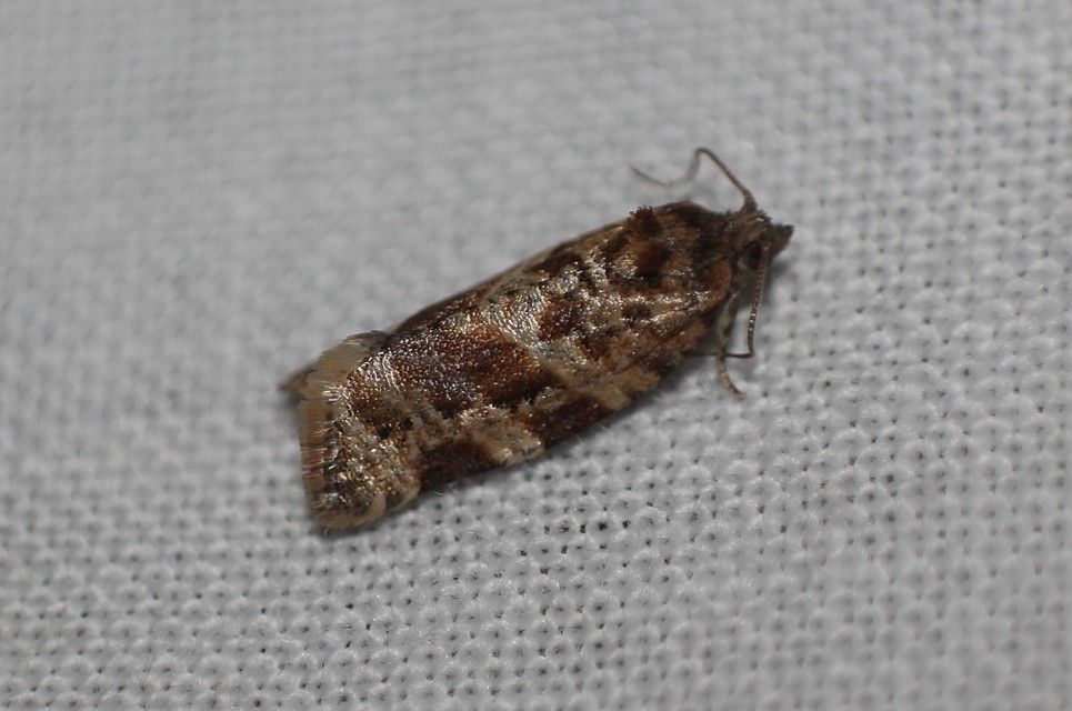 Argyrotaenia ljungiana - ékes sodrómoly