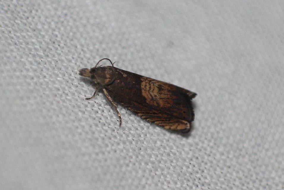 Dichrorampha heegerana - barna gyökérfúrómoly