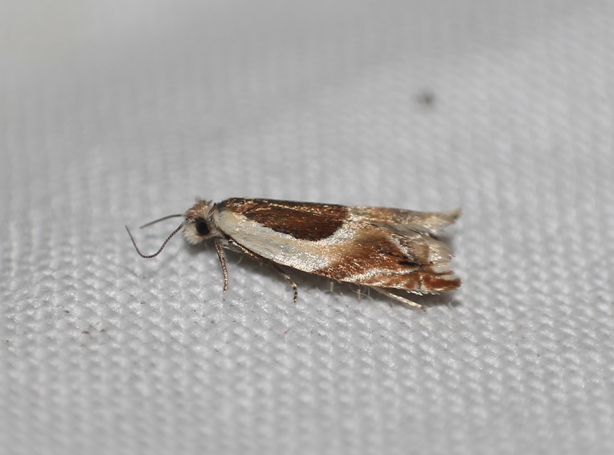 Ancylis paludana - turjáni horgasmoly