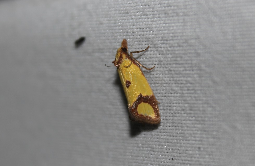 Agapeta zoegana - barnacsíkos sárgamoly