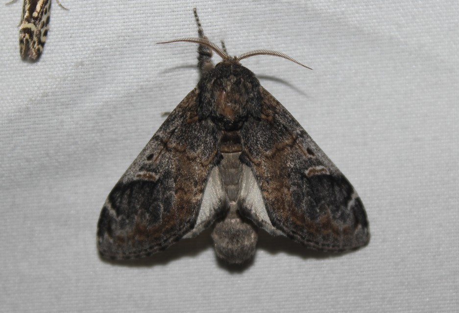 Notodonta tritophus - tarajos púposszövő