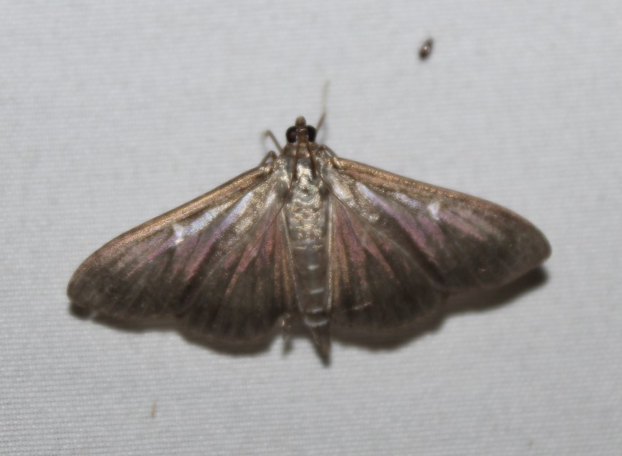 Cydalima perspectalis - puszpáng-tűzmoly