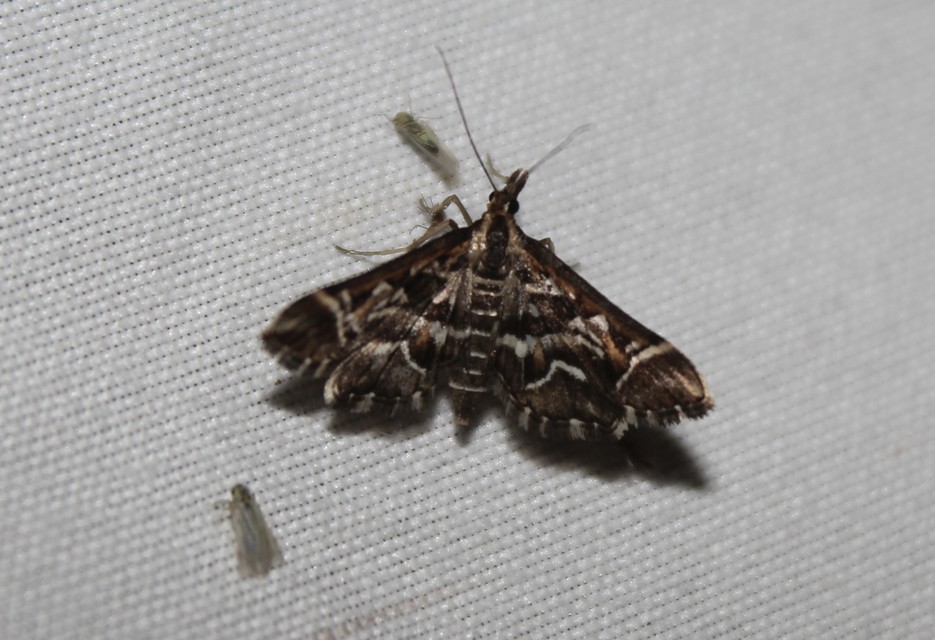 Diasemia reticularis - betűmintás tűzmoly