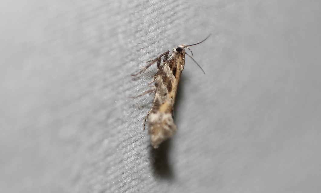 Aristotelia subericinella - sárgacsíkos sarlósmoly