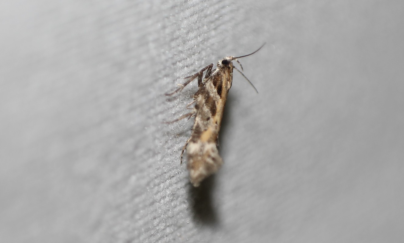 Aristotelia subericinella - sárgacsíkos sarlósmoly