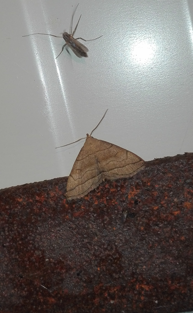 Herminia tarsicrinalis - szőröslábú karcsúbagoly