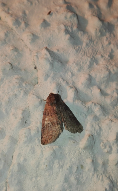 Tethea or - bélyeges pihésszövő