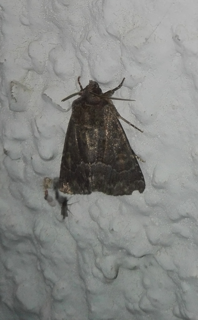 Thalpophila matura - fakó erdeibagoly