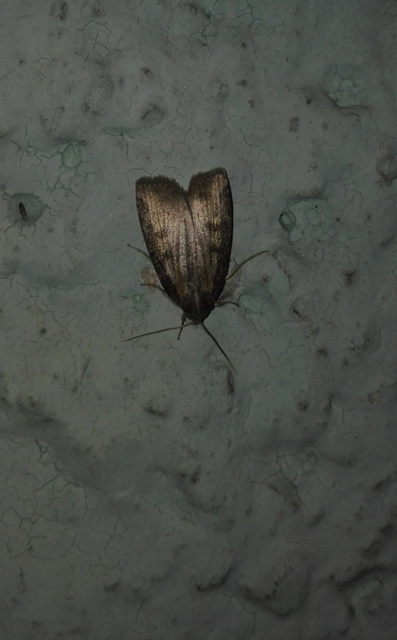 Chilodes maritima - négyfoltos nádibagoly