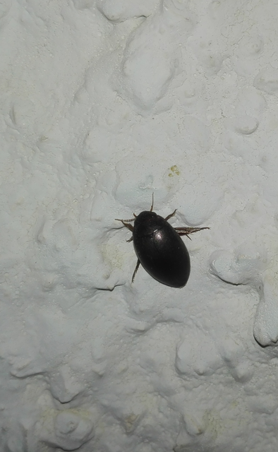 Dytiscidae - csíkbogárfélék