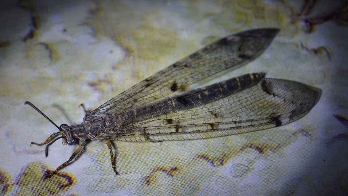 Distoleon tetragrammicus - négyfoltos hangyaleső