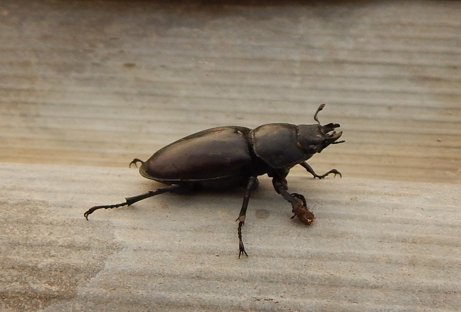 Lucanus cervus - nagy szarvasbogár