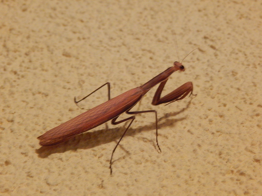 Mantis religiosa - imádkozósáska