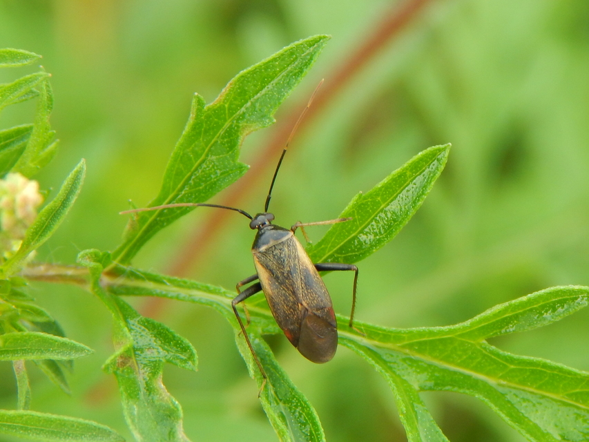 Adelphocoris seticornis - szegélyes mezeipoloska
