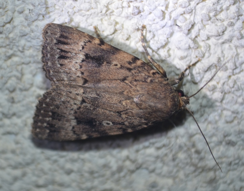 Amphipyra berbera/pyramidea
