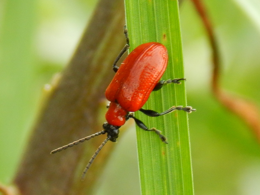 Lilioceris lilii - közönséges liliombogár Lilioceris lilii - közönséges liliombogár