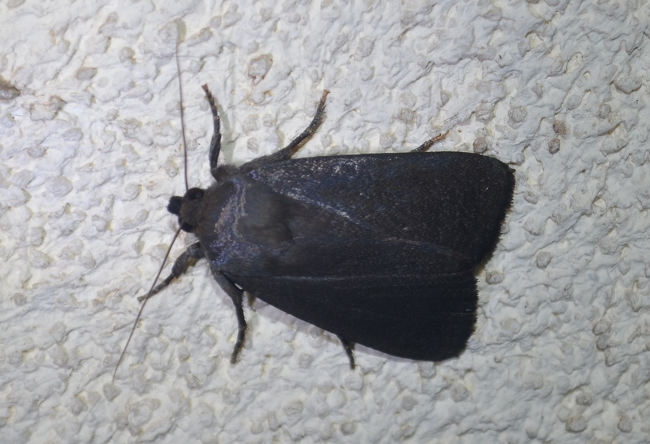 Amphipyra livida - zsírfényű bagoly