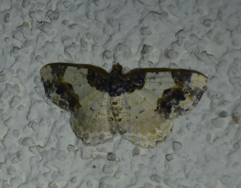Ligdia adustata - barna levélaraszoló