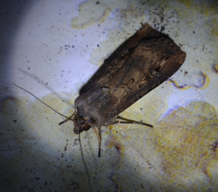 Agrotis ipsilon - nagy földibagoly