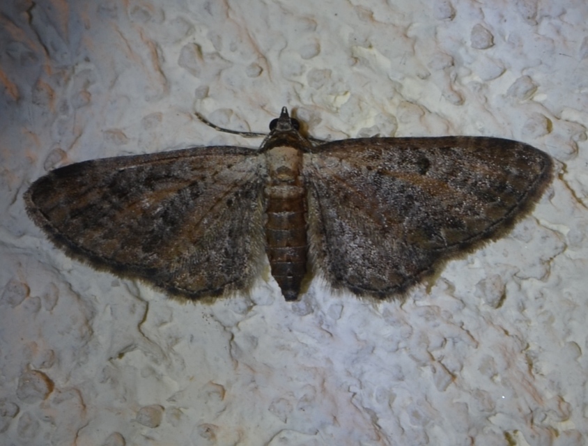 Eupithecia icterata - rozsdafoltos törpearaszoló