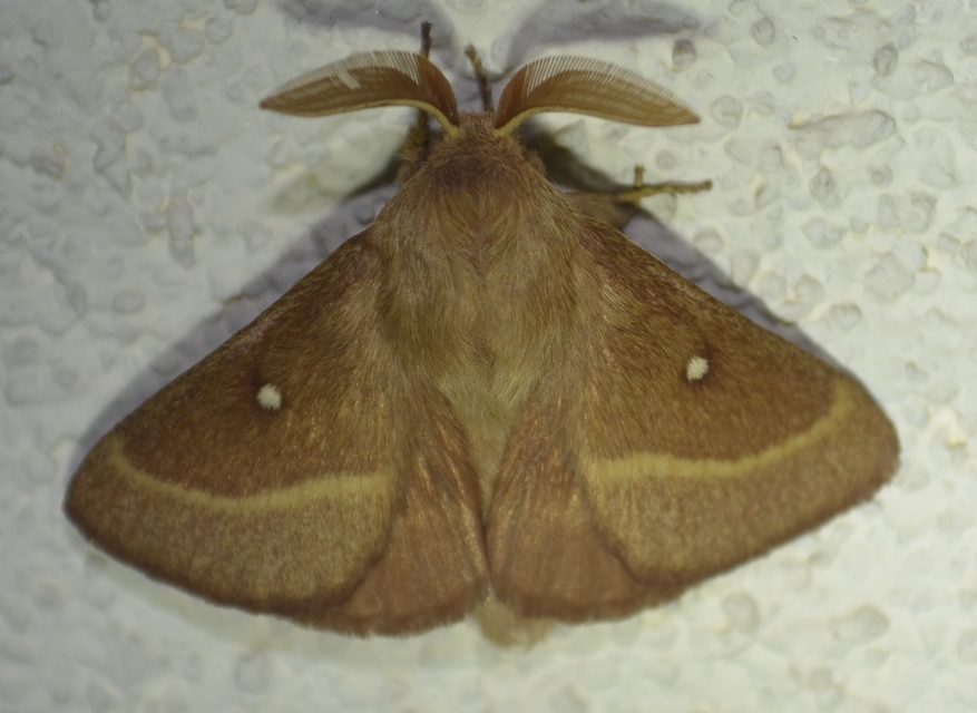 Lasiocampa trifolii - lóhereszövő